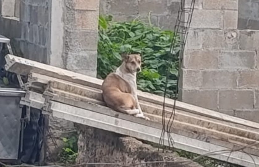 Atacó e hirió perro callejero a joven, en Tizimín