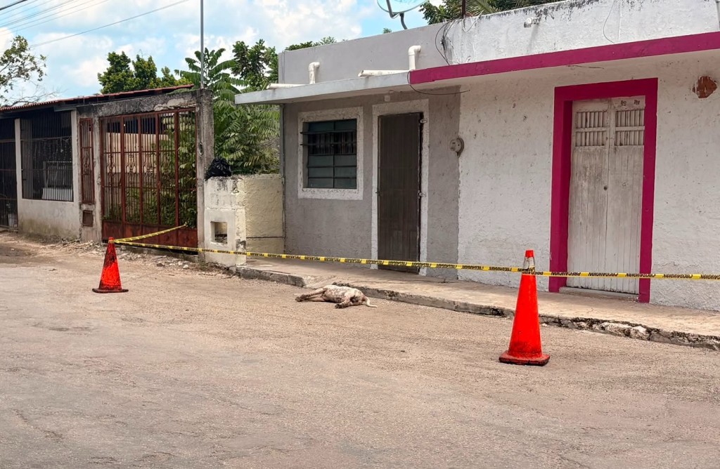 Pitbull muere a golpes tras presuntamente atacar a otro perro, en Tizimín