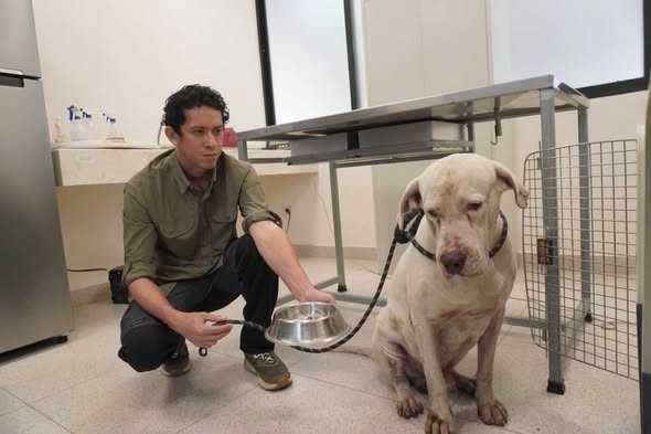 Recibe el dueño de los perros de La Bojórquez notificación municipal para poder recuperar a sus mascotas