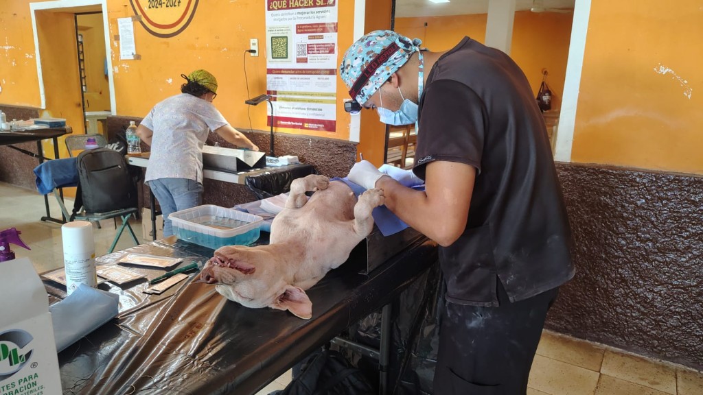 Jornada de esterilización atiende gratuitamente a 50 mascotas, en Tizimín