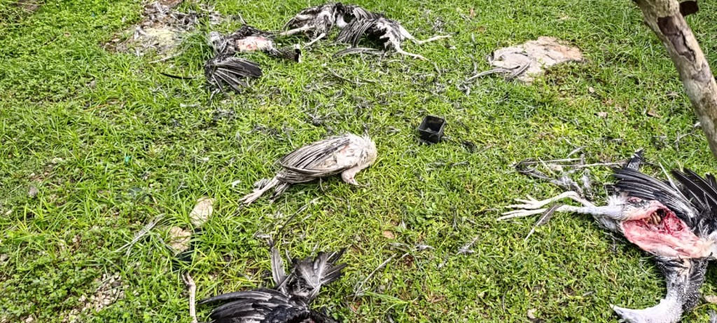 Acaban perros callejeros con 9 aves de traspatio, en Tizimín