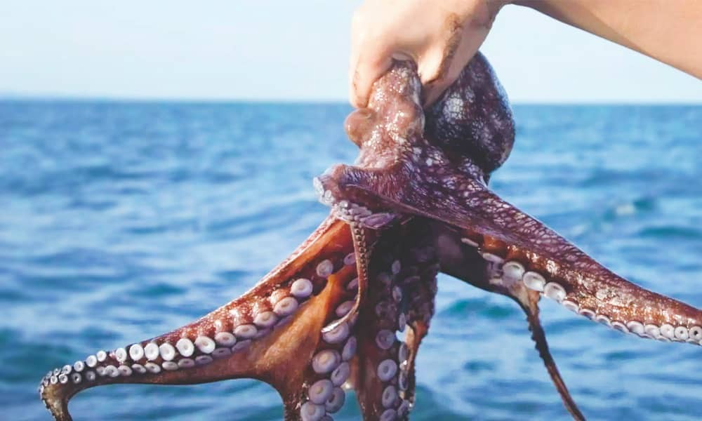 Buscan denominación de origen en la captura del Pulpo Rosa