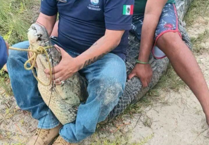 Rescatan y reubican cocodrilo del balneario Chiquilá, en Río Lagartos