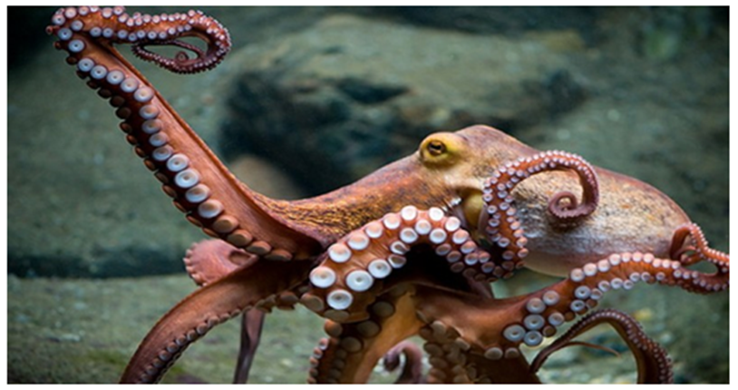 Van 10 mil toneladas de captura de pulpo, pese a las malas condiciones del tiempo de los últimos días