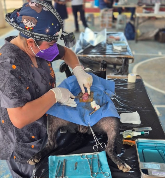 Llevan jornada de esterilización canina y felina a comisarías de Tizimín