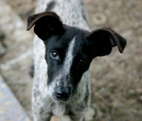 Hay 50,000 perros abandonados en las calles de Mérida.