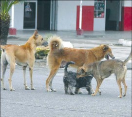  Perro encerrado en Juan Pablo con los días contados