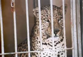Zoológico del Centenario entrega a la Profepa un leopardo decomisado