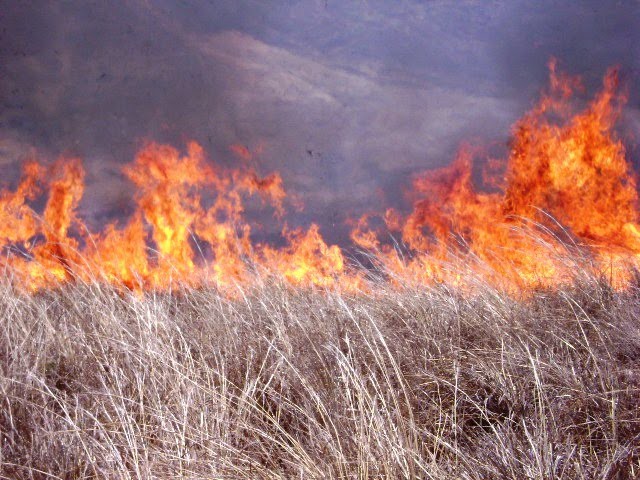 259 hectáreas consumidas por el fuego en Yucatán