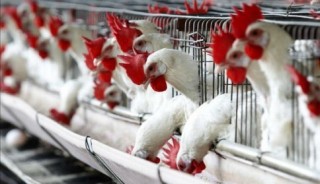 No hay desabasto en productos avícolas por gripe aviar