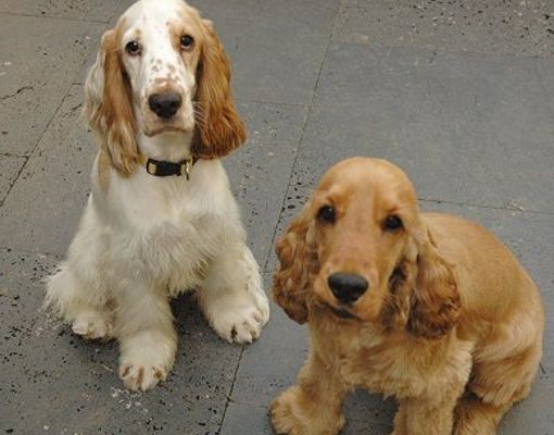 Incineración para mascotas, una opción para conservar los restos de la mascota del hogar.