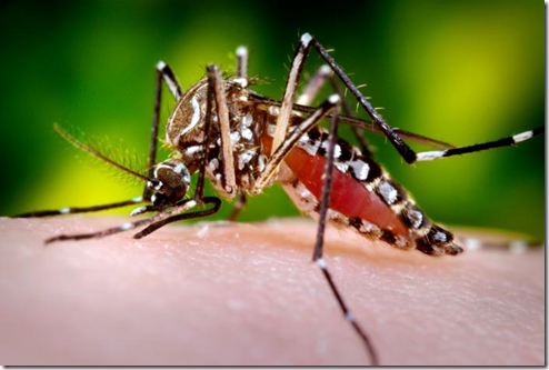 Casi 70 casos de dengue en el primer mes del año 