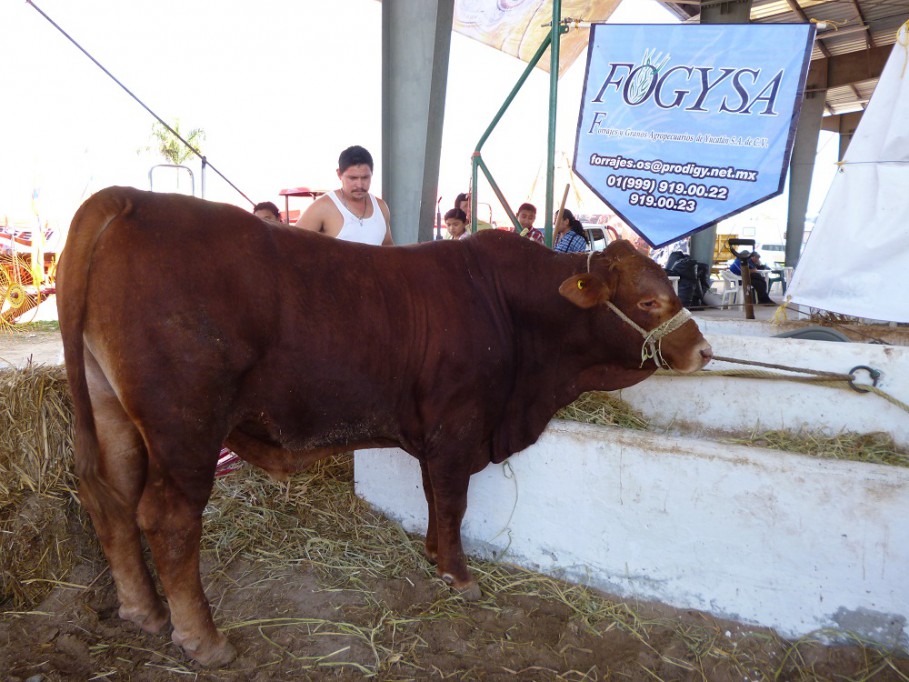 TIZIMÍN: Exponen raza de ganado Beefmaster en la Expo-Feria.\r\n\r\n