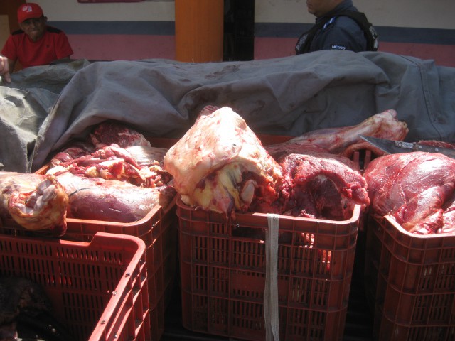 Tizimín: Incineran 182 kilos de carne de res no apta para comer.\r\n