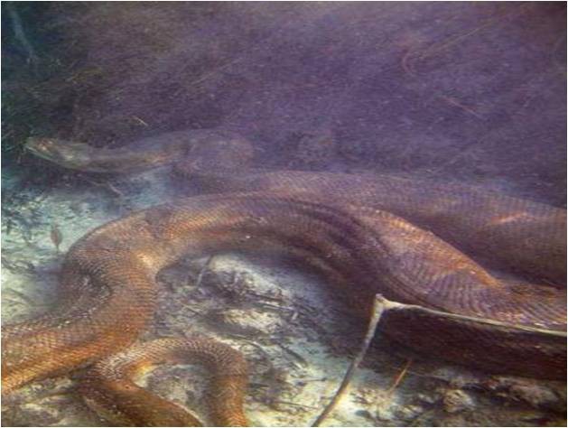 El fantasma de una serpiente que cuida los cenotes mayas