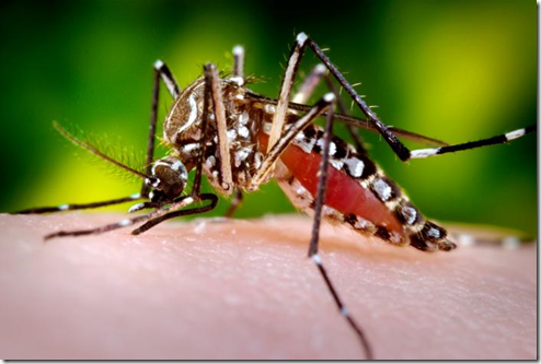 Sólo en Celestún ha brotado el dengue, en la costa yucateca